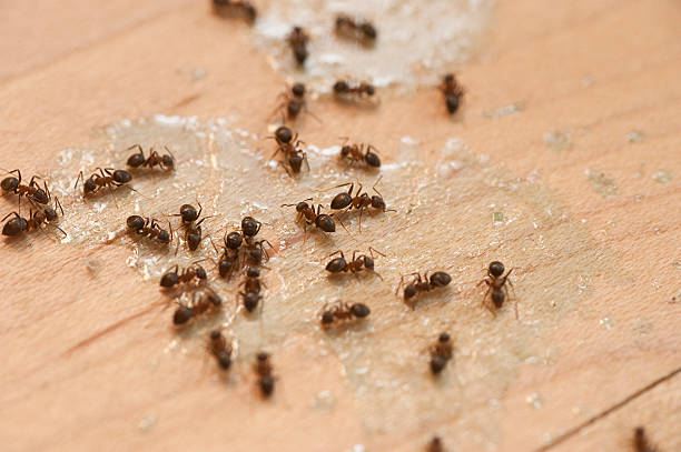 Professional Pest Control in Marco Island, FL